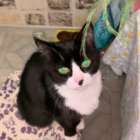 Потеряно:  кот