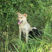 Потеряно:  собака