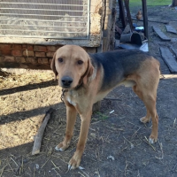 Потеряно:  собака