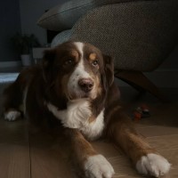 Пропал кобель Чили