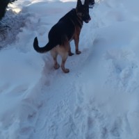 Пропала овчарка