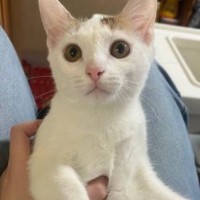 Потерялся котёнок