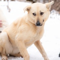 Собака в добрые руки