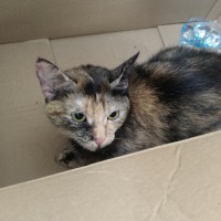 07.03.24 найдена кошка на ул. Артёмовская 14