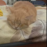 Пропал кот по кличке Рыжий,кастрирован.Пропал в районе ЖК"Рио" Лысая гора,