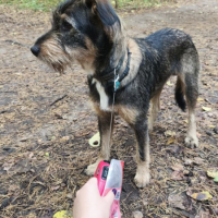 Найдено:  собака собака