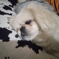 Потерялся белый пекинес