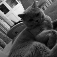 ПОТЕРЯЛА КОТА ПОМОГИТЕ НАЙТИ