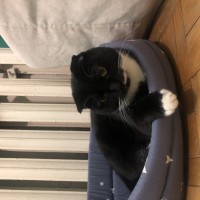 Пропала кошка!