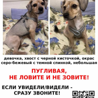 Потеряно:  собака