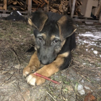 Найдено:  собака щенок