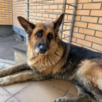 Потеряно:  собака##истик