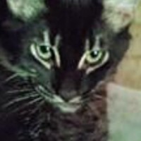 ‼️Помогите найти кота‼️