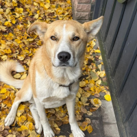 Потеряно:  собака