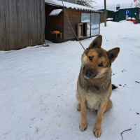 Потеряно:  пес собаку