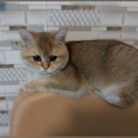 Потеряно:  кошка