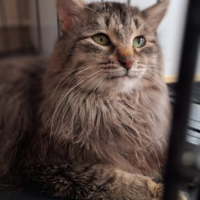 Потеряно:  кошек