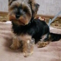 Потерялась собачка. Семи.