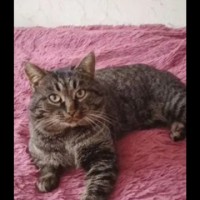 Кот Ëська потерялся