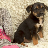 Отдам в добрые руки:  щенок