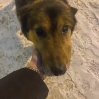 Отдам в добрые руки:  песрэкс