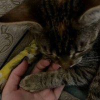 Пропала кошка 12.07.24 около 21:00