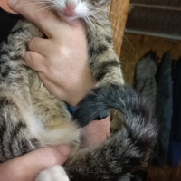 Найдено:  кот