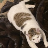 Пропал кот Кекс