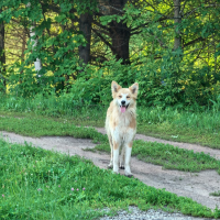 Потеряно:  собака