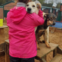 Отдам в добрые руки:  собак кошек