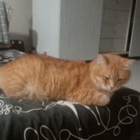 Пропал кот по кличке Рыжий,кастрирован.Пропал в районе ЖК"Рио" Лысая гора,