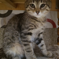 Найдено:  инфекция глаза ( герпесвирусная )