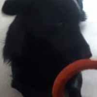 Пропала собака