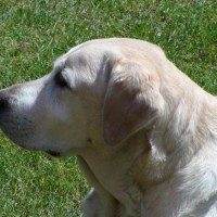 Потерялась собака, белый лабрадор, Джесси.