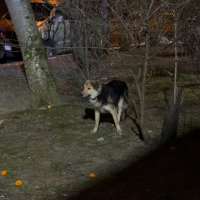 Найдено:  собака