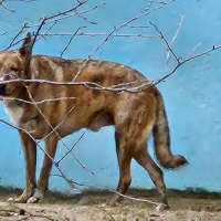 Потеряно:  тигровый окрас девочка ошей