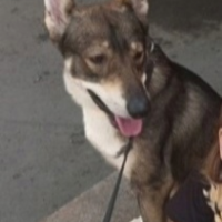 Потеряно:  волчик окрас зонарный окрас зонарный _ коричневый окрас _ серый _ белый ошейник ошейник _ оранжевый