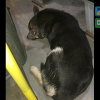 Найдено:  кобель