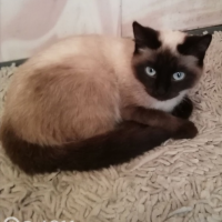 Потеряно:  кошка кошечка