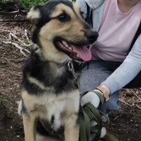 молодая собака в хорошие руки