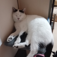 Пропал кот, 1год 5 мес , Пенза , Север