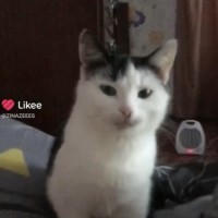 Пропал кот, в калдусах Пензенская область