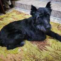 Ищу хозяина