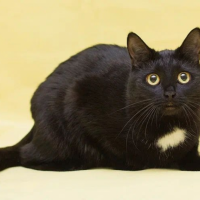 Отдам в добрые руки:  флаг