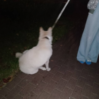 Отдам в добрые руки:  собака