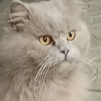 Найдено: кот/кошка