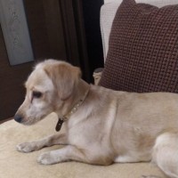 Потерялась собачка!