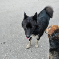 Найдено:  собака собака