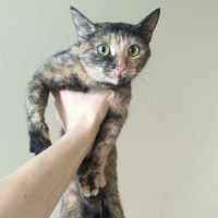 07.03.24 найдена кошка на ул. Артёмовская 14