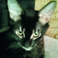 ‼️Помогите найти кота‼️